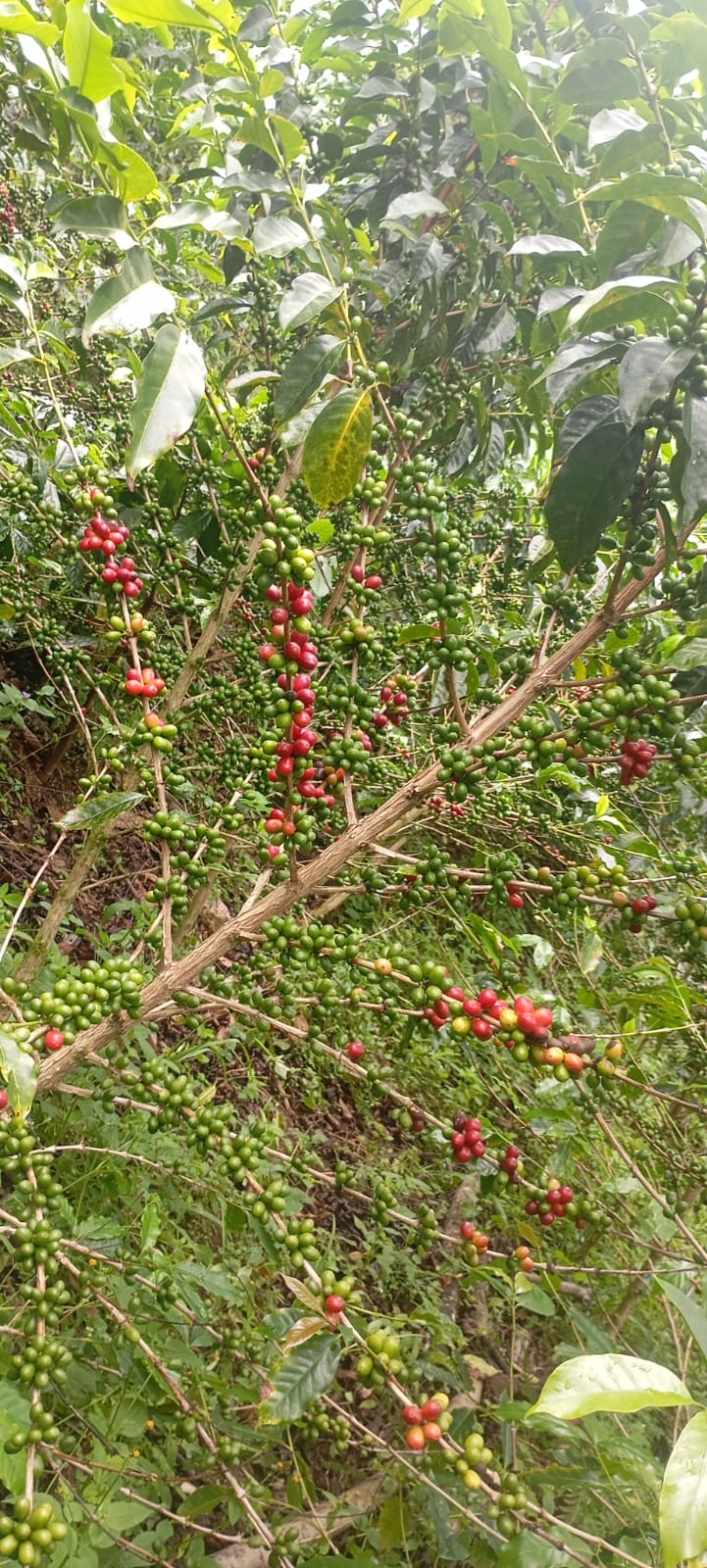 Árbol de café de La Coipa San Ignacio Cajamarca